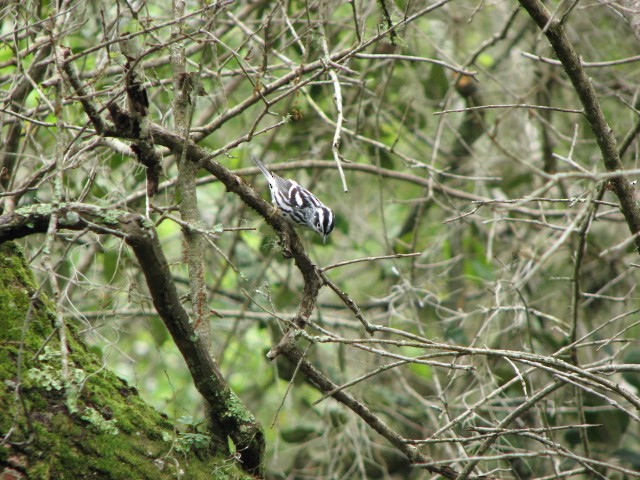 Black-and-white Warbler - ML615293537