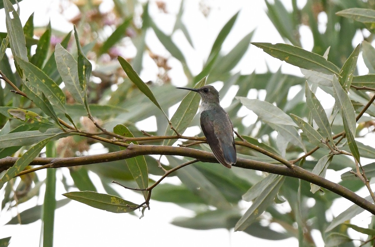 Olive-spotted Hummingbird - ML615293710