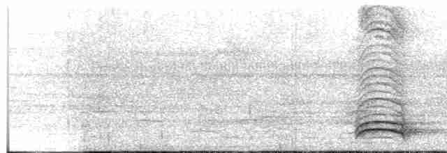 White-necked Thrush - ML615293843