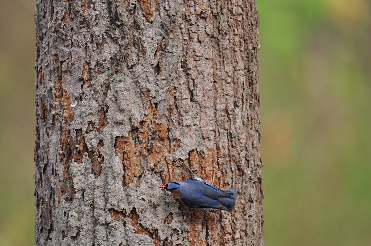 Velvet-fronted Nuthatch - ML615293883