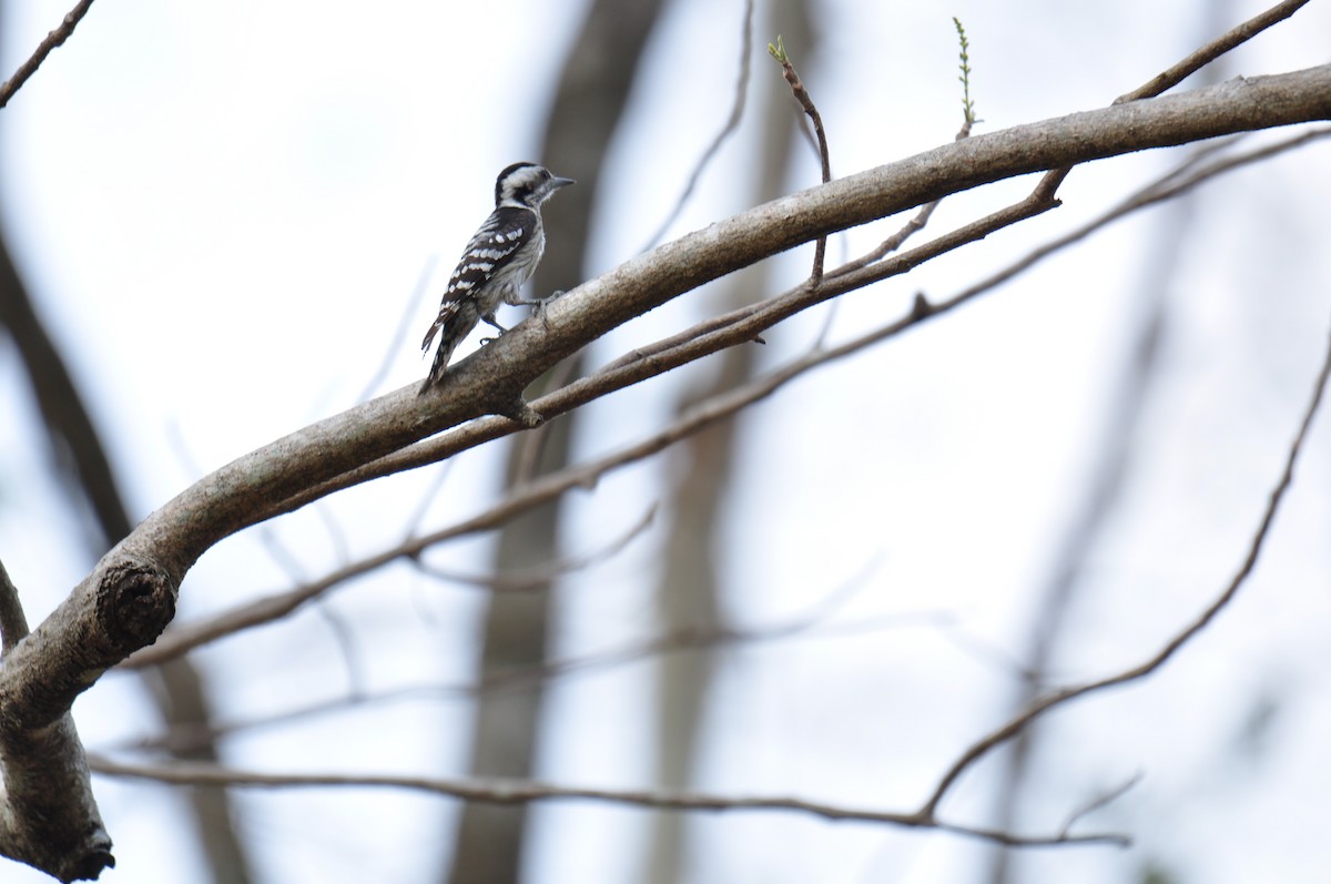 Gray-capped Pygmy Woodpecker - ML615293956