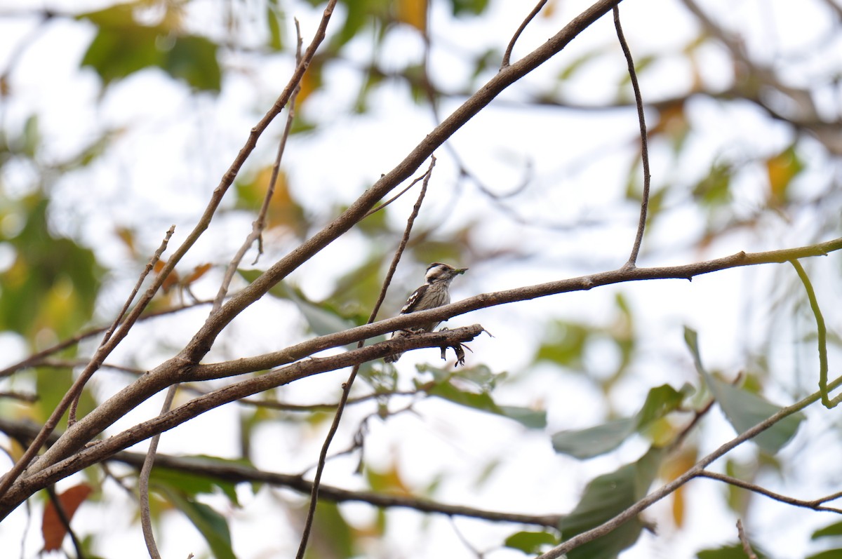Gray-capped Pygmy Woodpecker - ML615293957