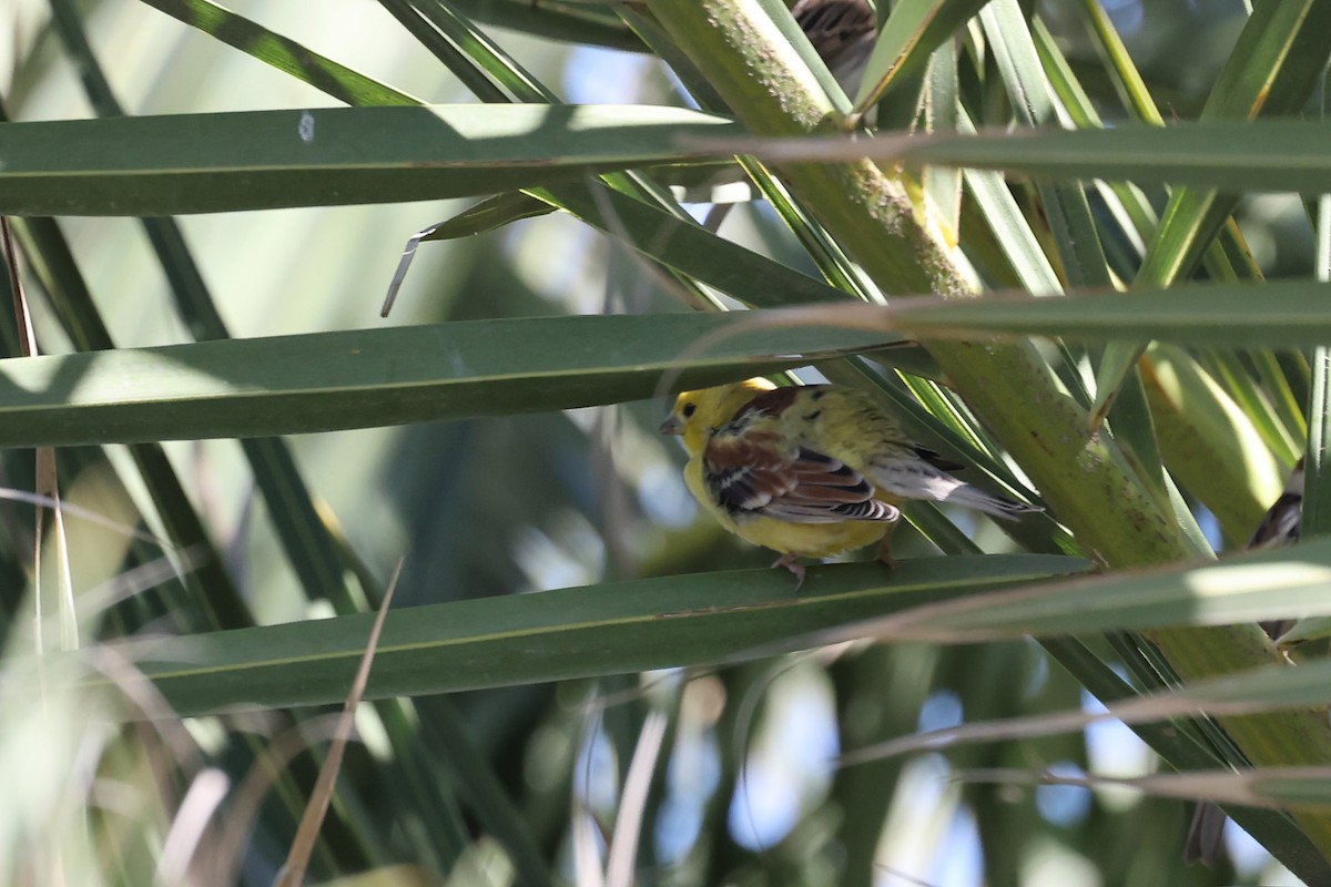 Sudan Golden Sparrow - ML615293984