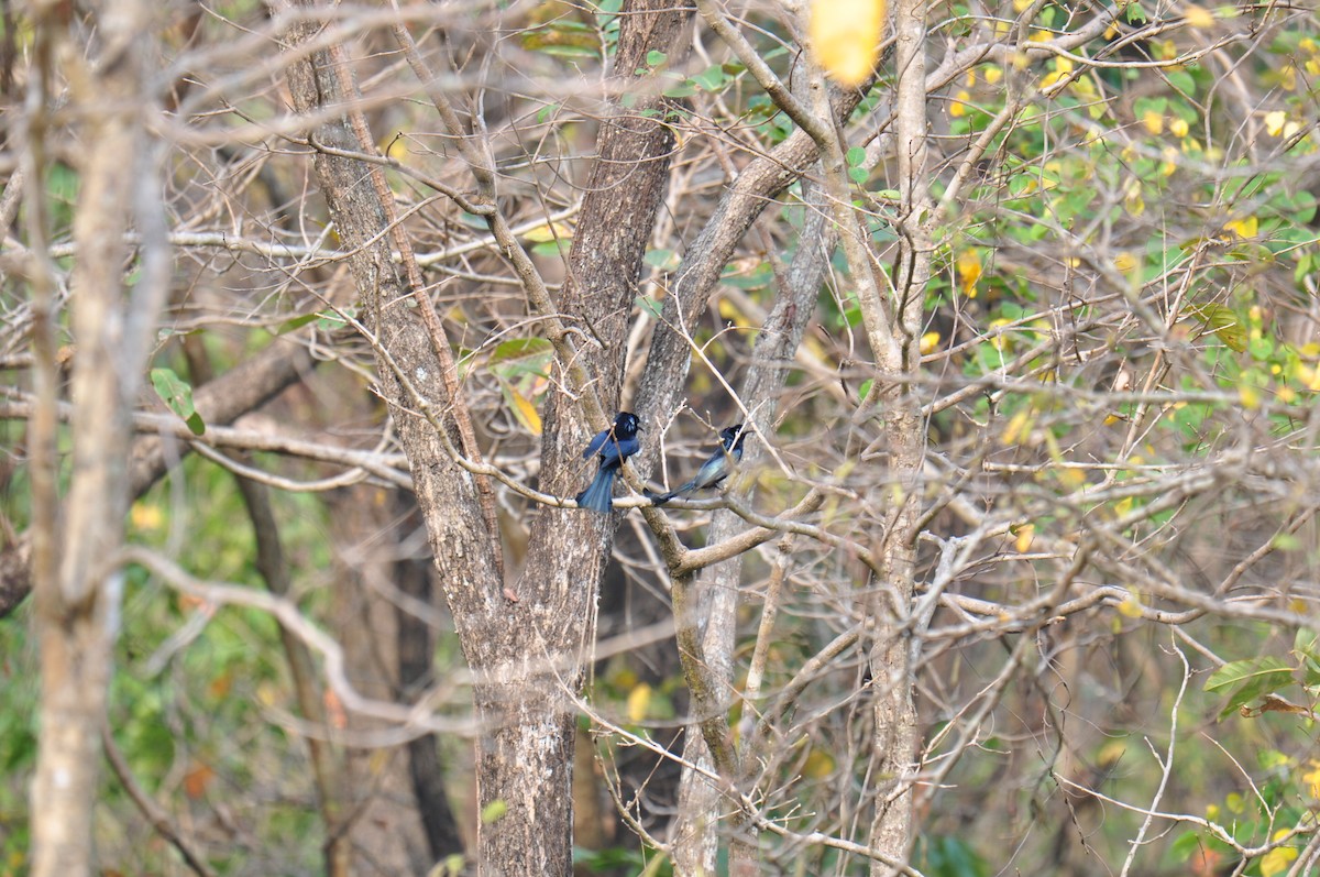 Hair-crested Drongo - ML615294007