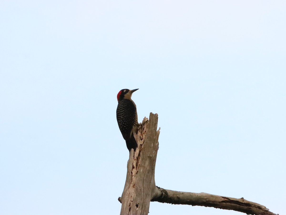 Black-cheeked Woodpecker - Nancy Oborne