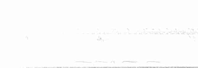 holoubek šupinkový - ML615294047