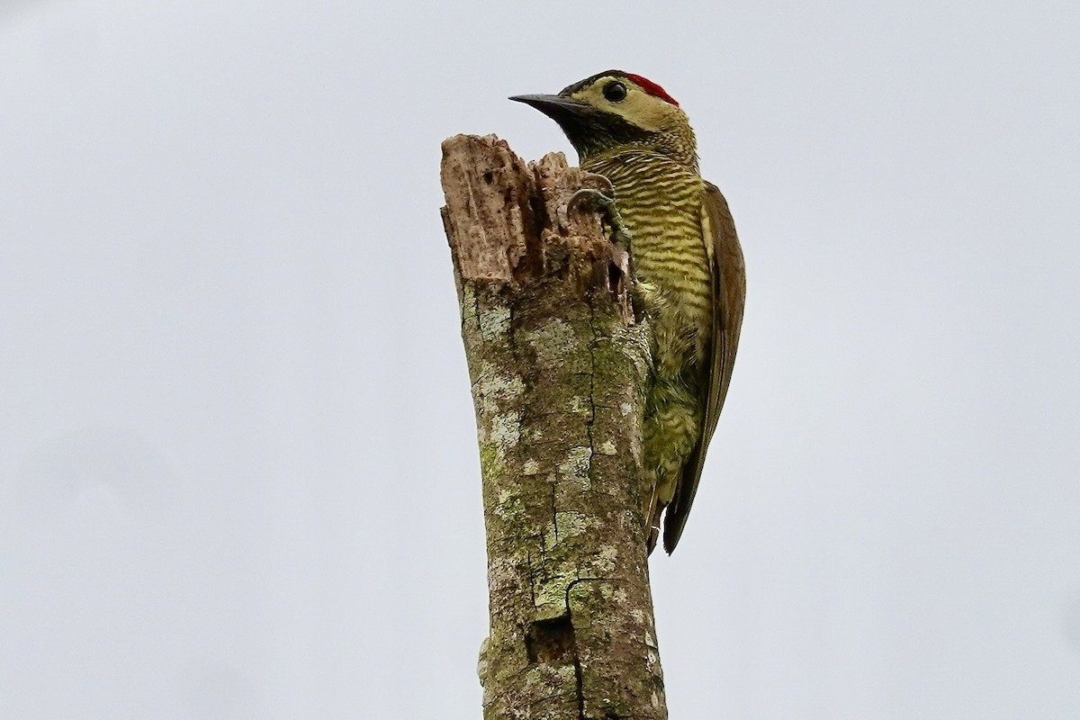 Golden-olive Woodpecker (rubripileus) - ML615294126