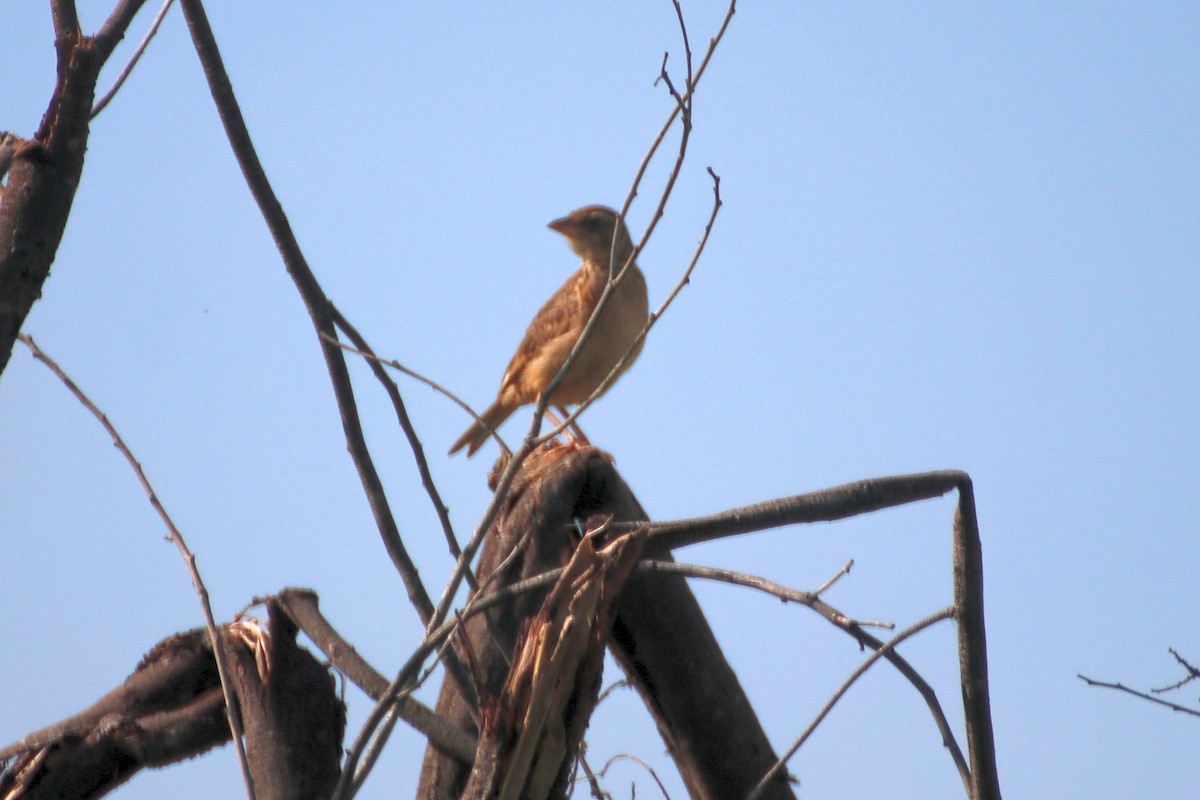 Singing Bushlark (Australasian) - ML615294128