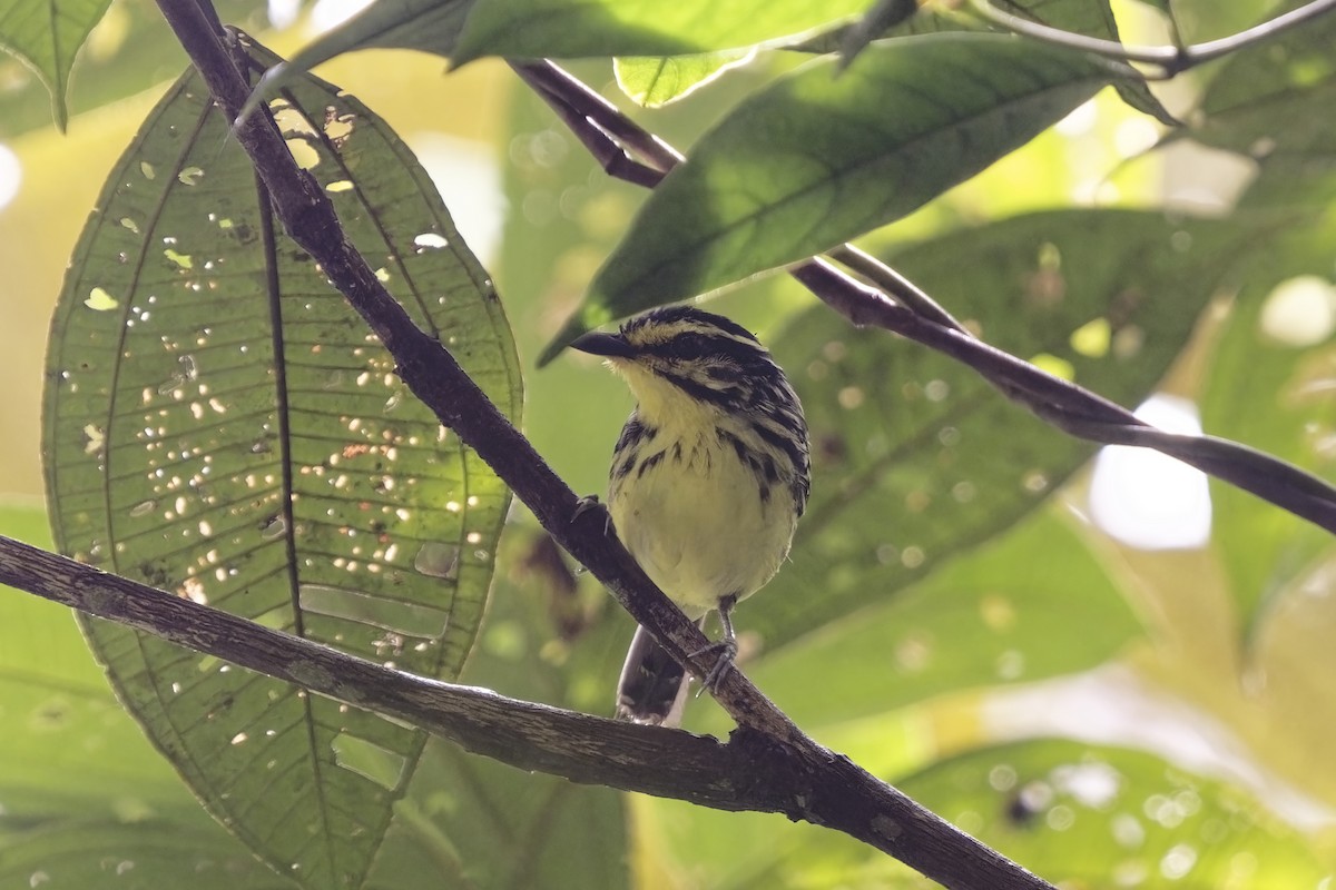 Yellow-browed Antbird - ML615294415