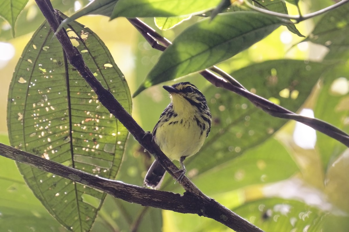 Yellow-browed Antbird - ML615294417