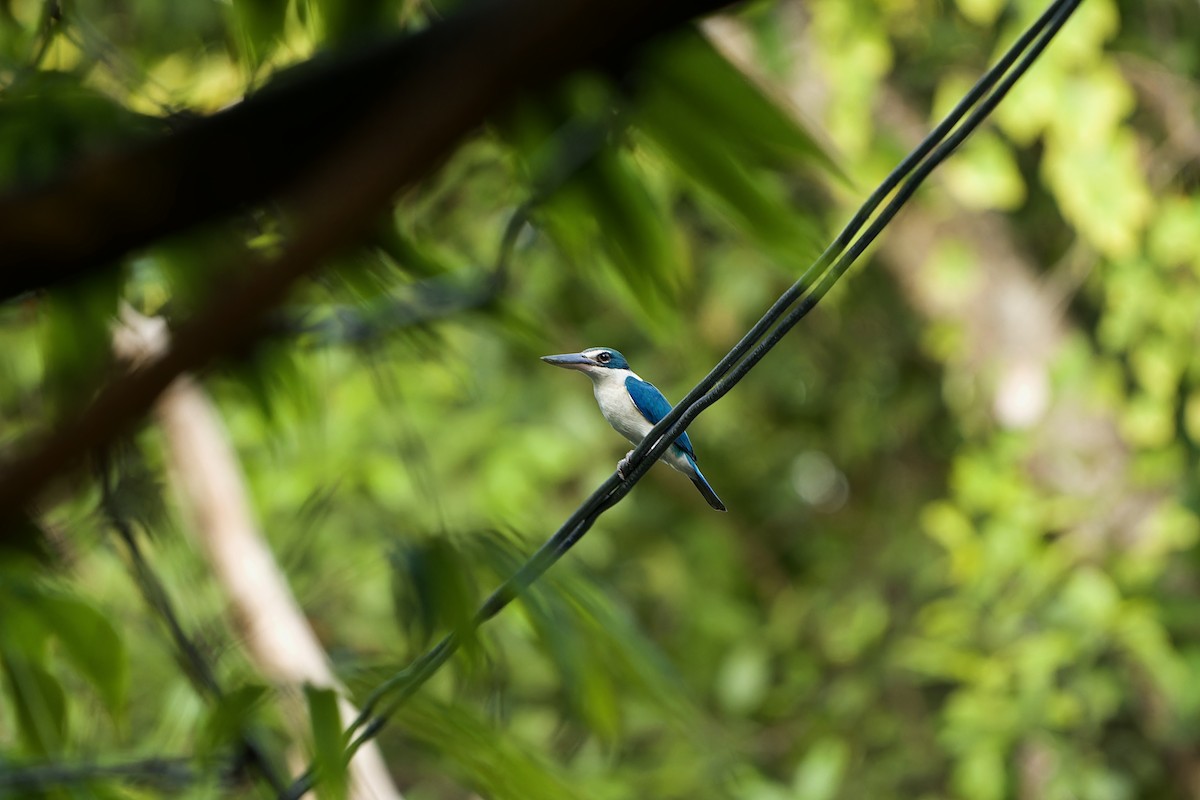Collared Kingfisher (Oriental) - ML615294518