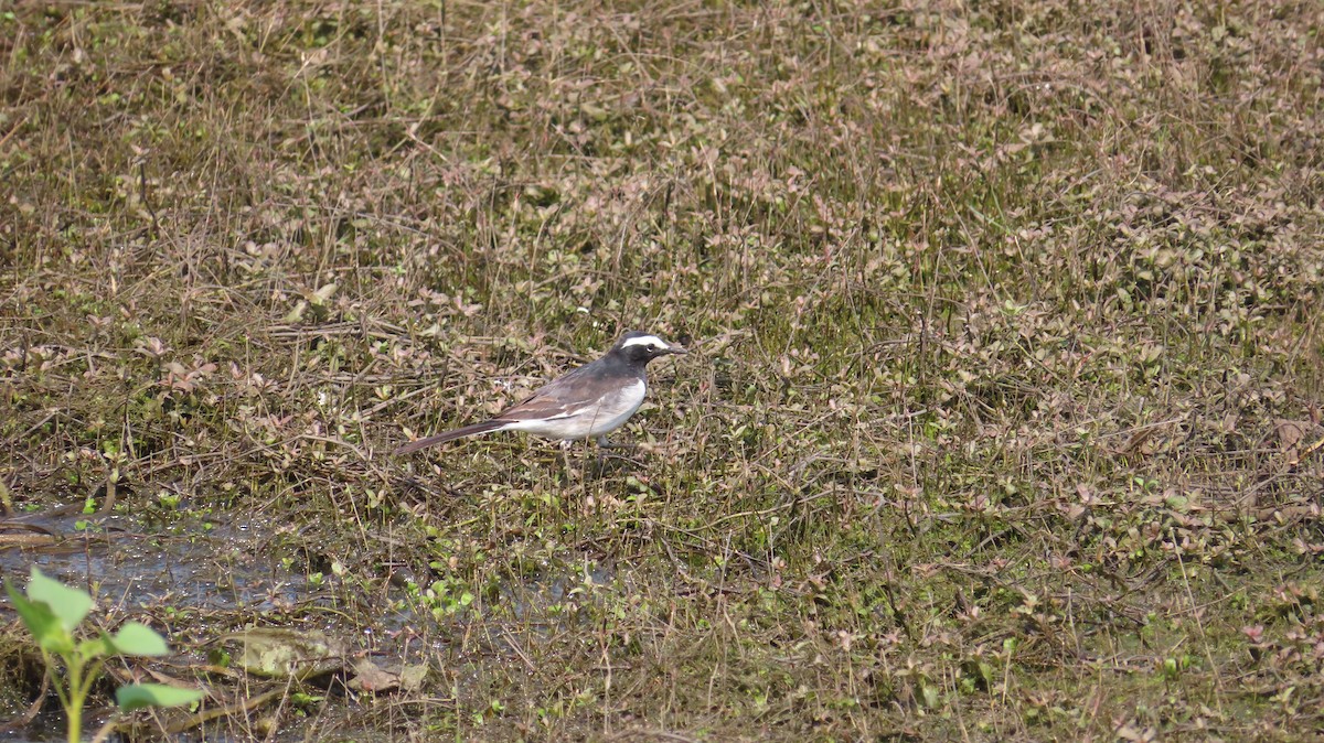 White-browed Wagtail - ML615294560