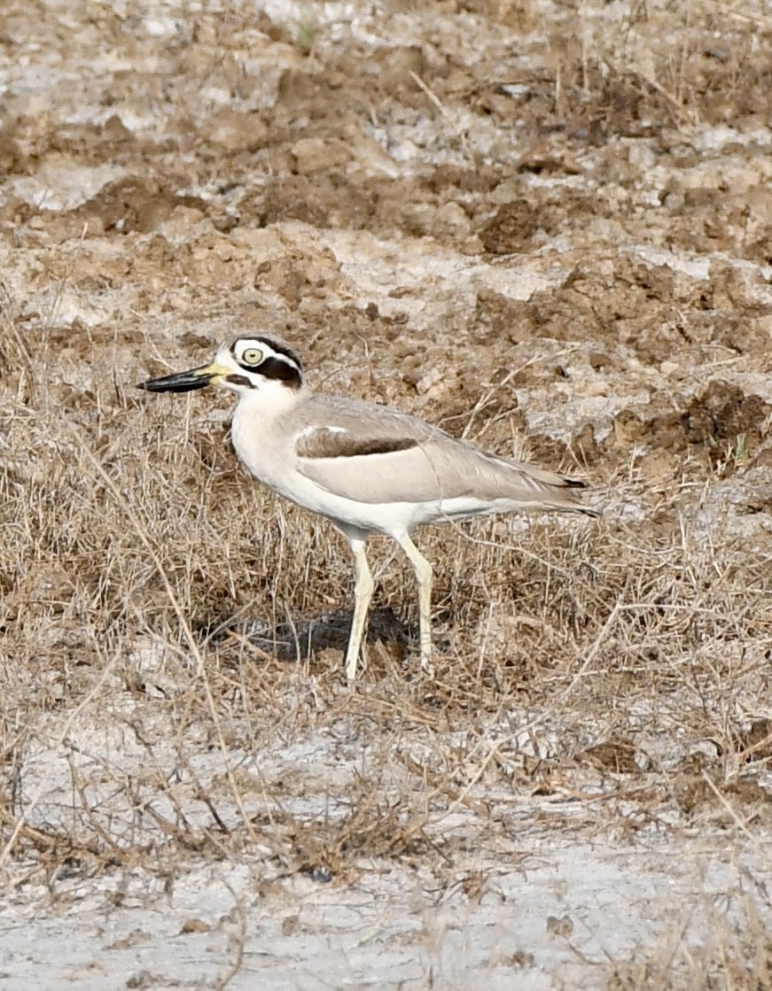 Great Thick-knee - ML615294929