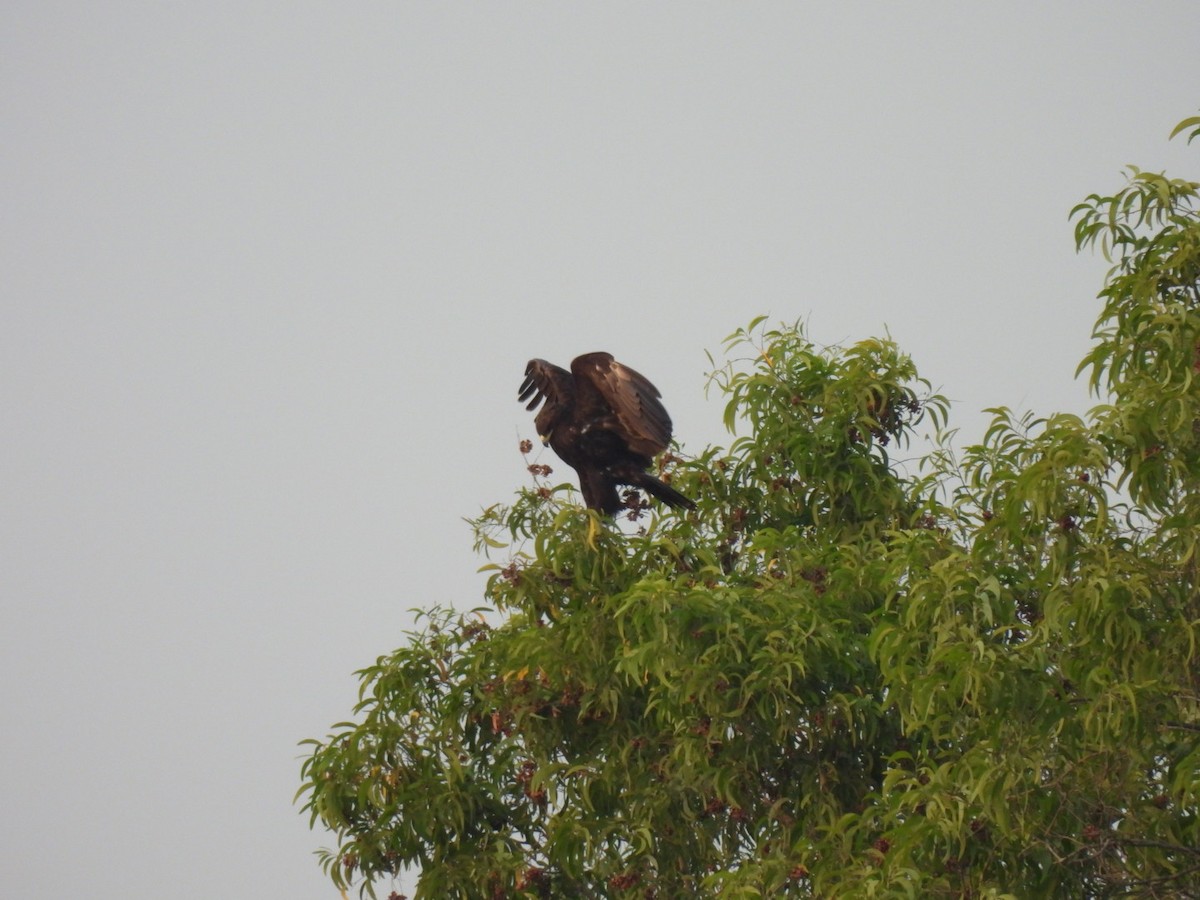 Greater Spotted Eagle - ML615295110