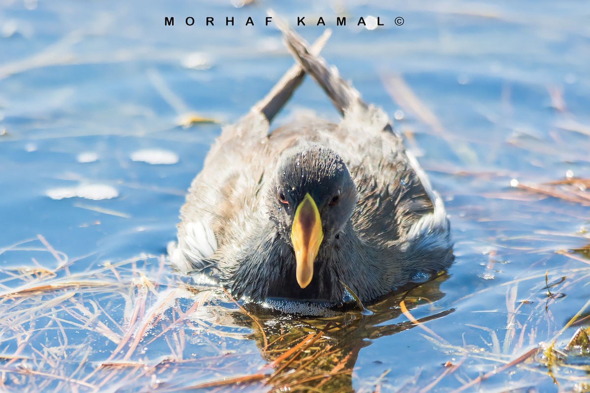 Lesser Moorhen - Morhaf Kamal