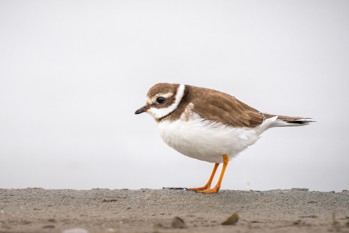 Common Ringed Plover - ML615295514