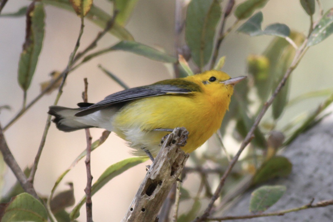 Prothonotary Warbler - ML615295818