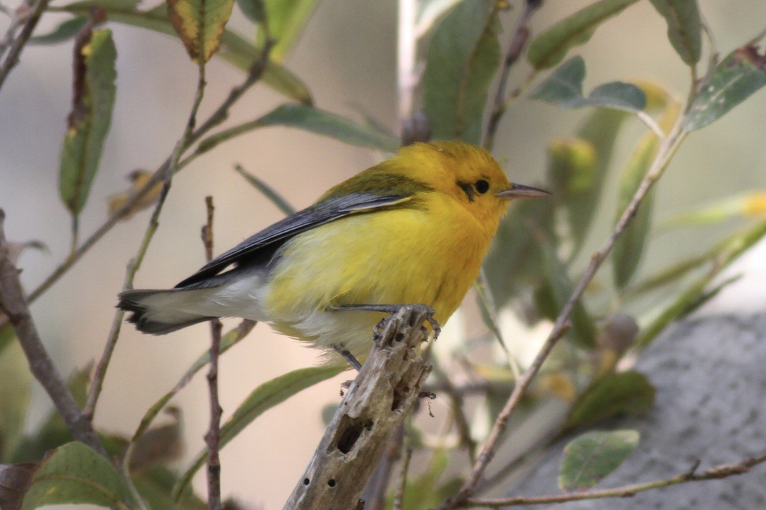 Prothonotary Warbler - ML615295820