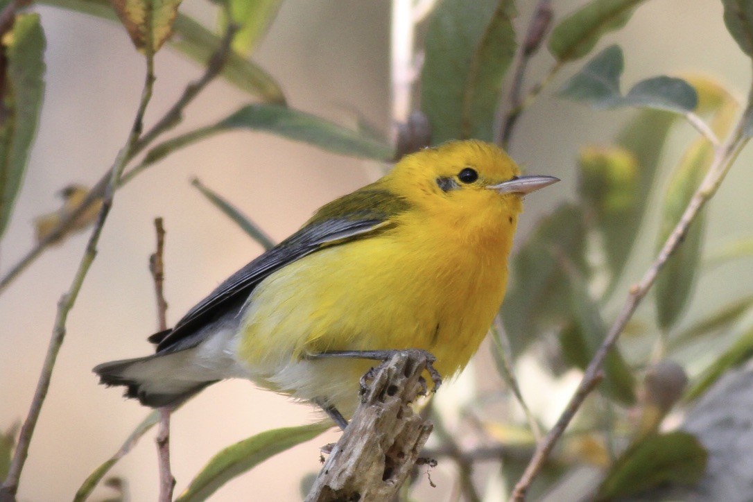 Prothonotary Warbler - ML615295823