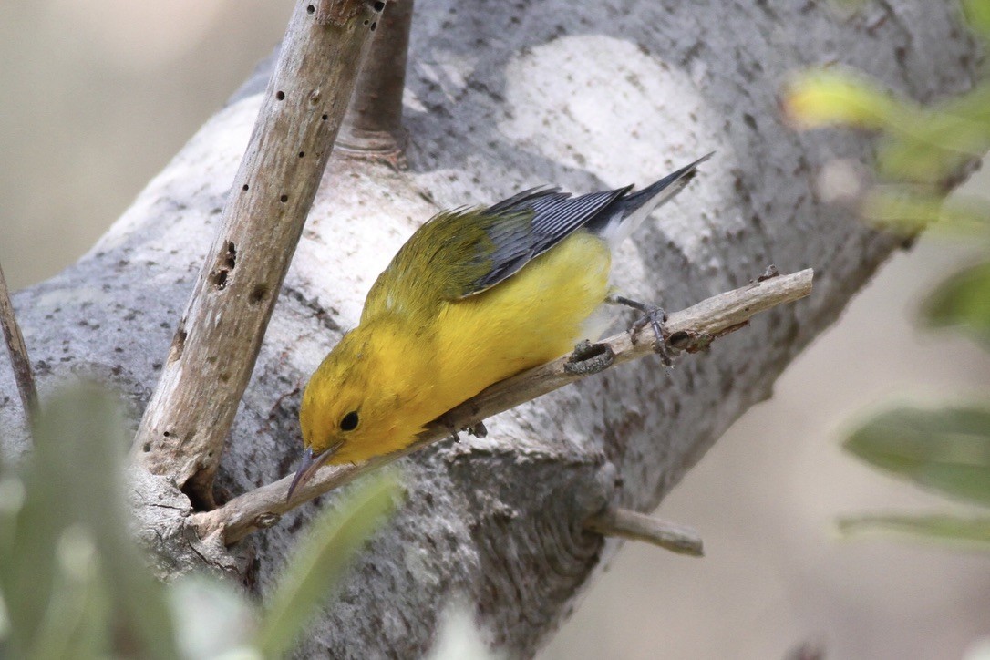 Prothonotary Warbler - ML615295826