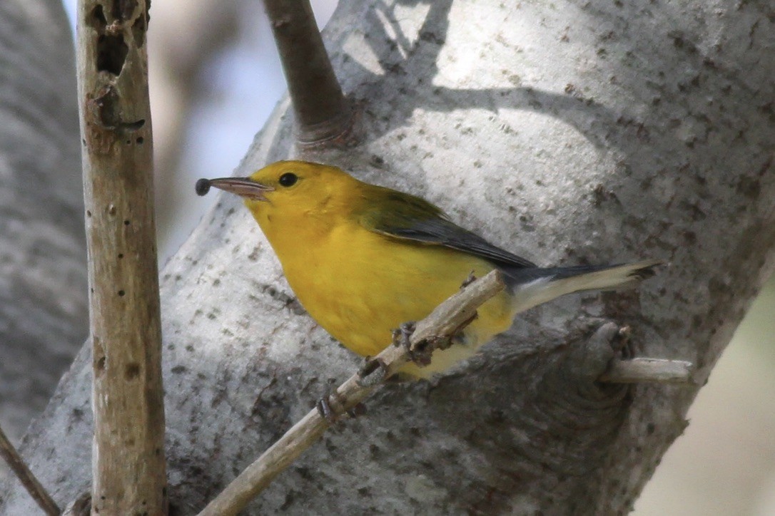 Prothonotary Warbler - ML615295830