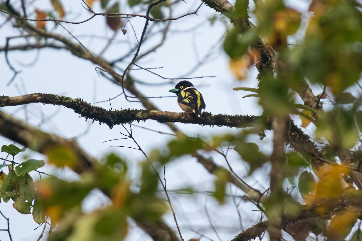 Black-and-yellow Broadbill - Dominic More O’Ferrall
