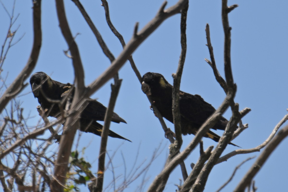Yellow-tailed Black-Cockatoo - ML615295989