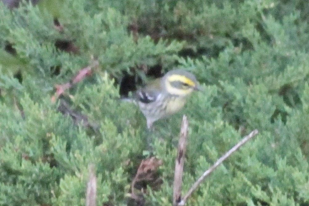 Black-throated Gray/Townsend's Warbler - ML615296051