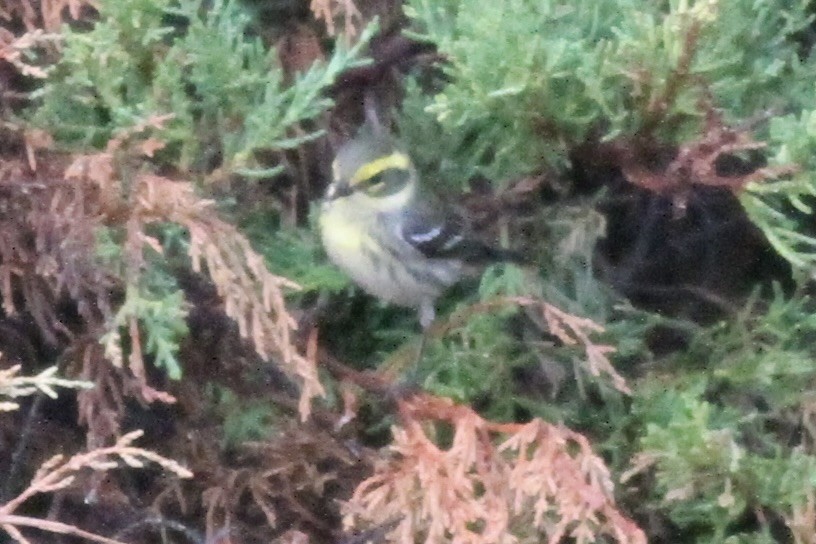 Black-throated Gray/Townsend's Warbler - ML615296061