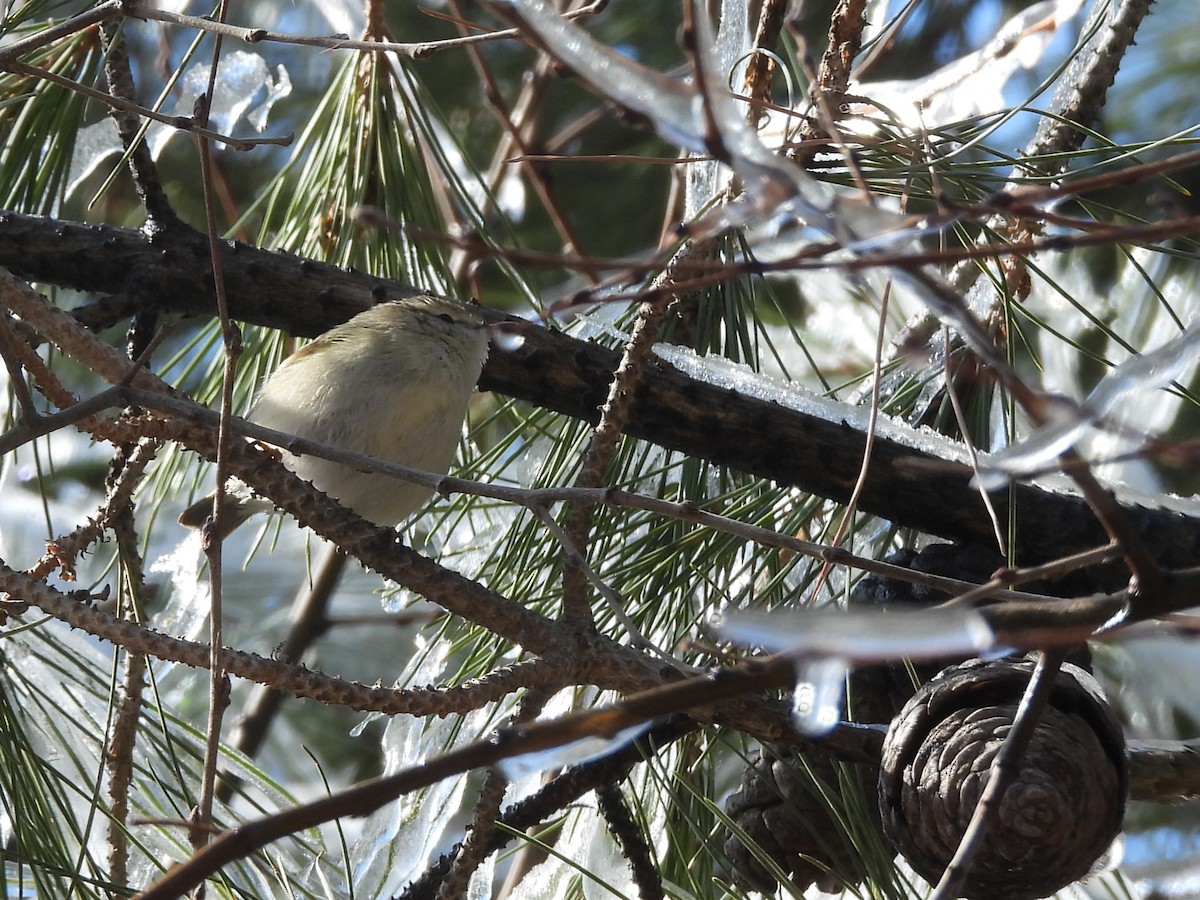 Hume's Warbler - ML615296118