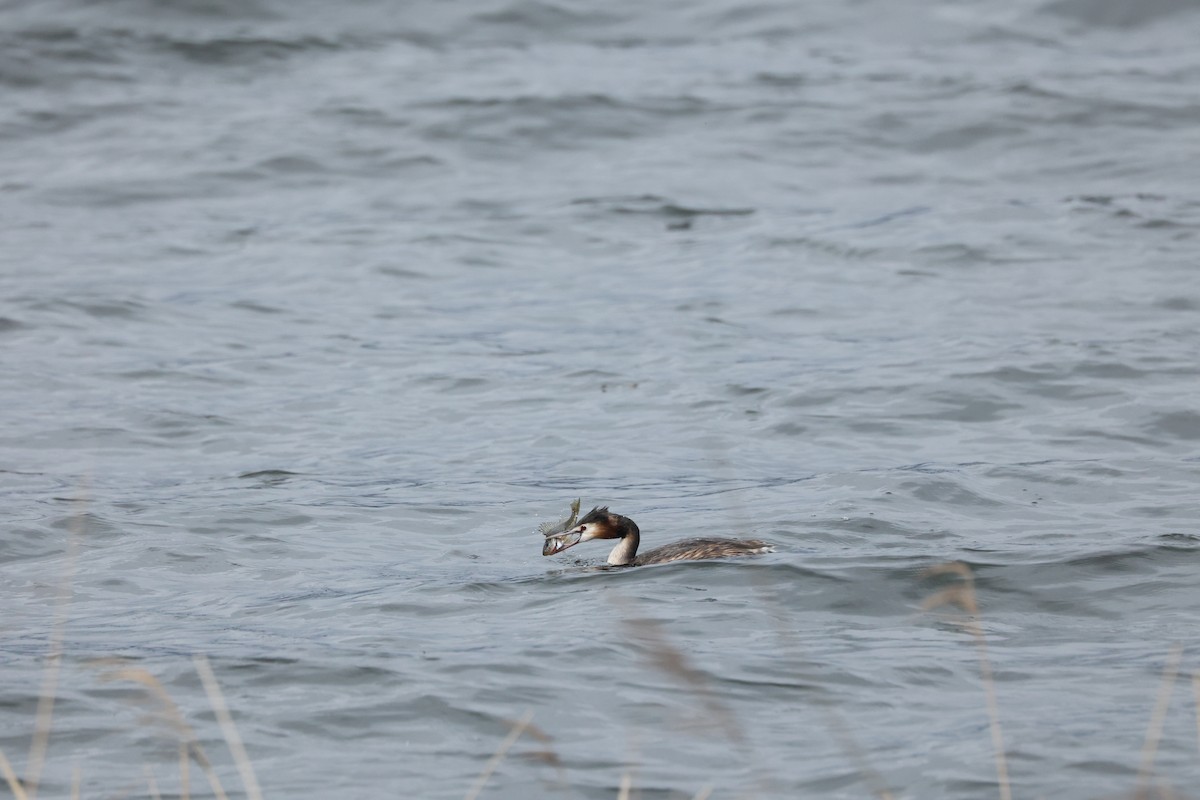 Great Crested Grebe - ML615296122