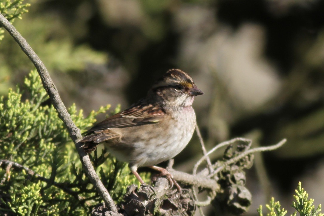 White-throated Sparrow - Dan Maxwell