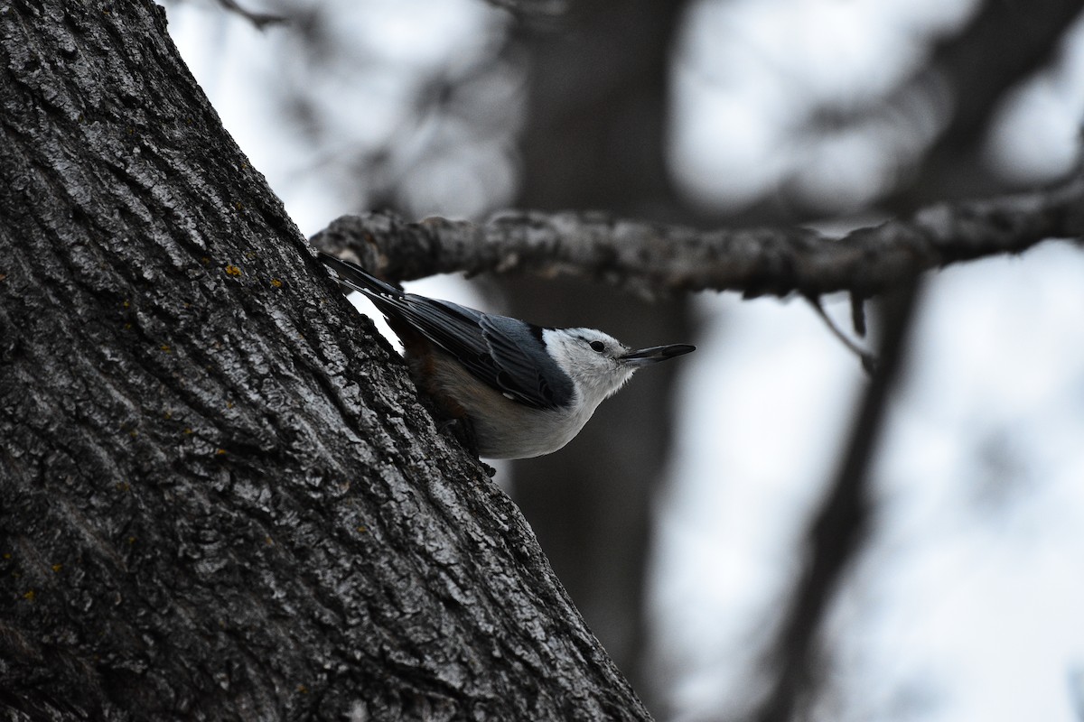 White-breasted Nuthatch - ML615296319