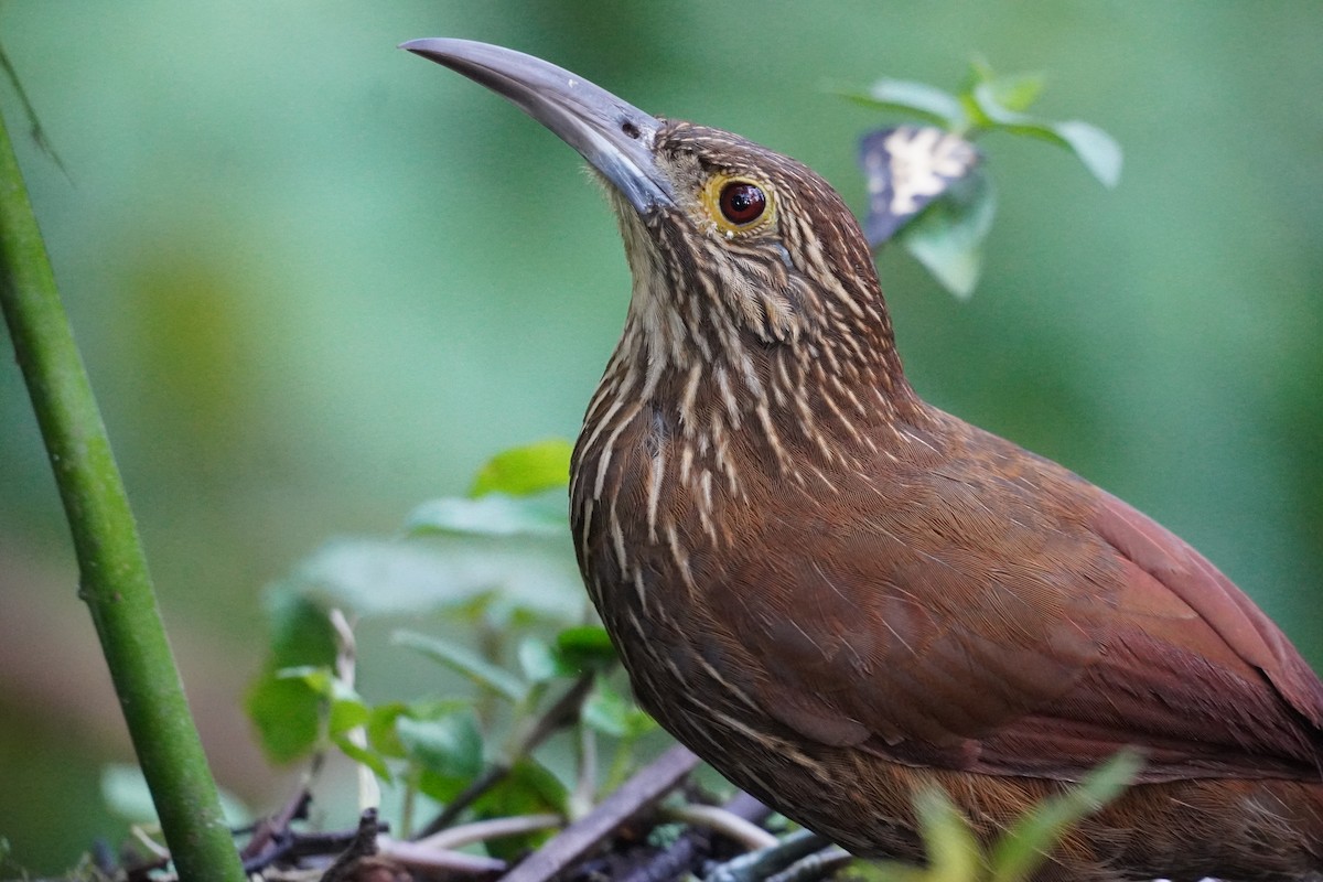 Strong-billed Woodcreeper (Andean/Northern) - ML615296375