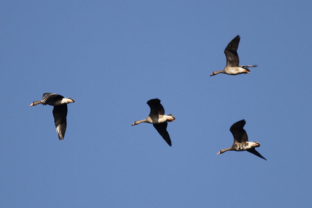 Greater White-fronted Goose - ML615296510