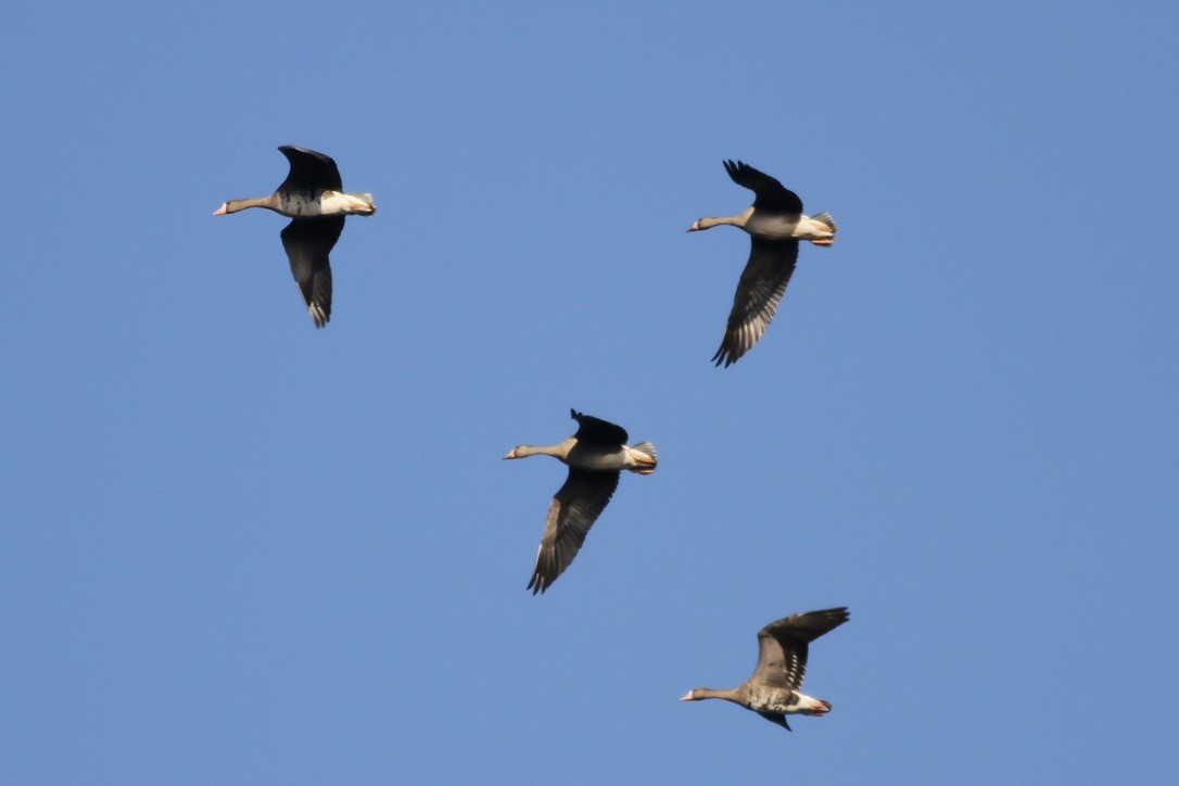 Greater White-fronted Goose - ML615296515