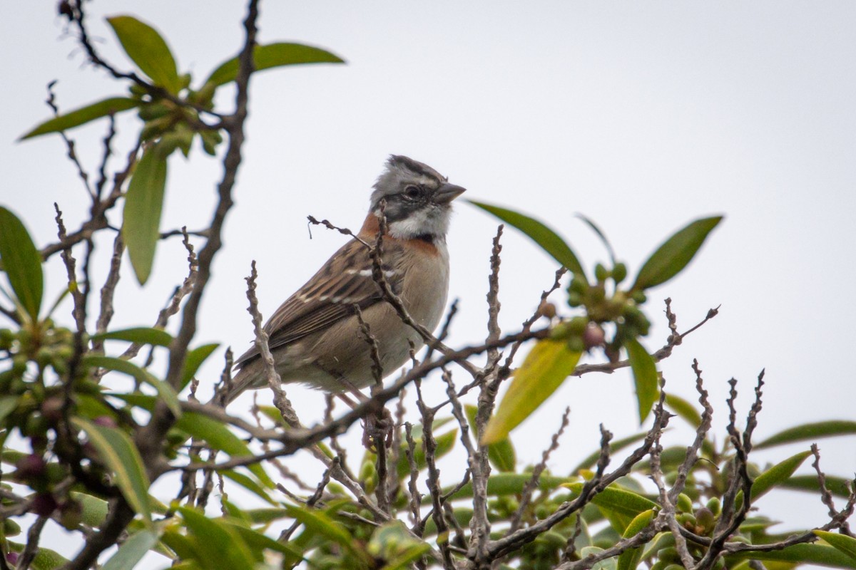 Rufous-collared Sparrow - ML615296545