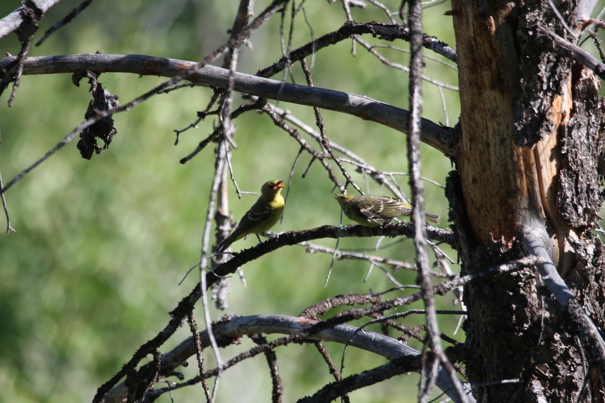 Western Tanager - ML615296735