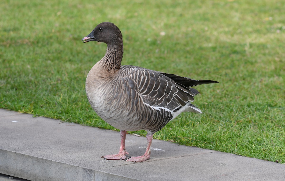 Pink-footed Goose - Viorel-Ilie ARGHIUS