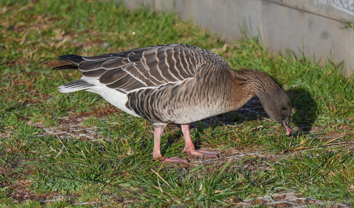 Pink-footed Goose - Viorel-Ilie ARGHIUS