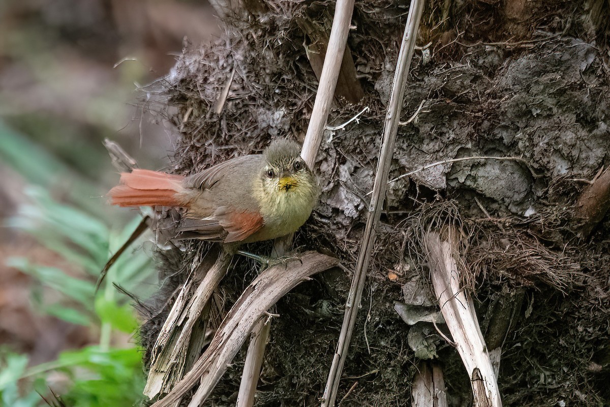 Olive Spinetail - ML615296760