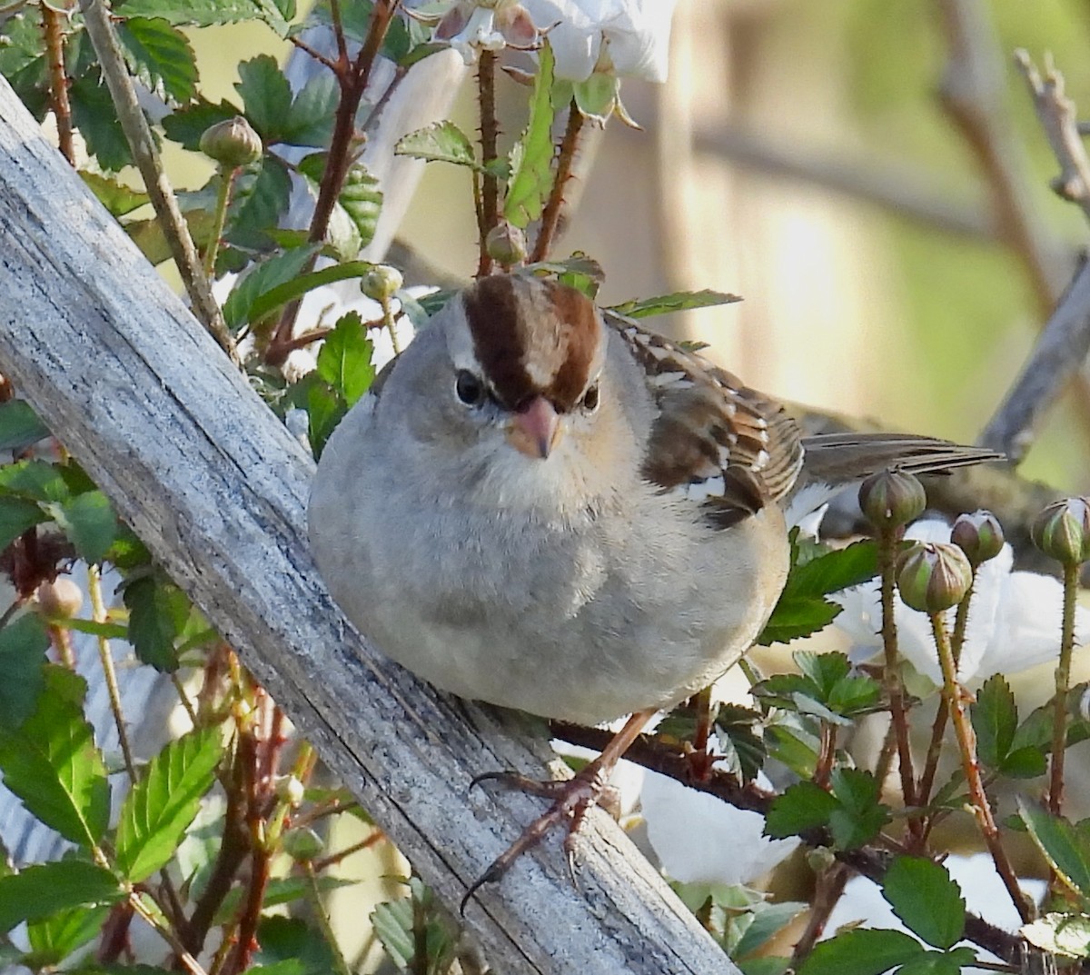 White-crowned Sparrow (leucophrys) - ML615296897