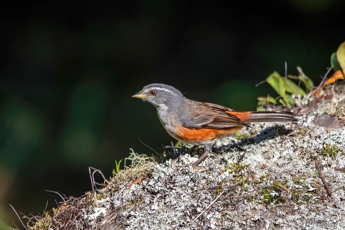 Gray-throated Warbling Finch - Raphael Kurz -  Aves do Sul