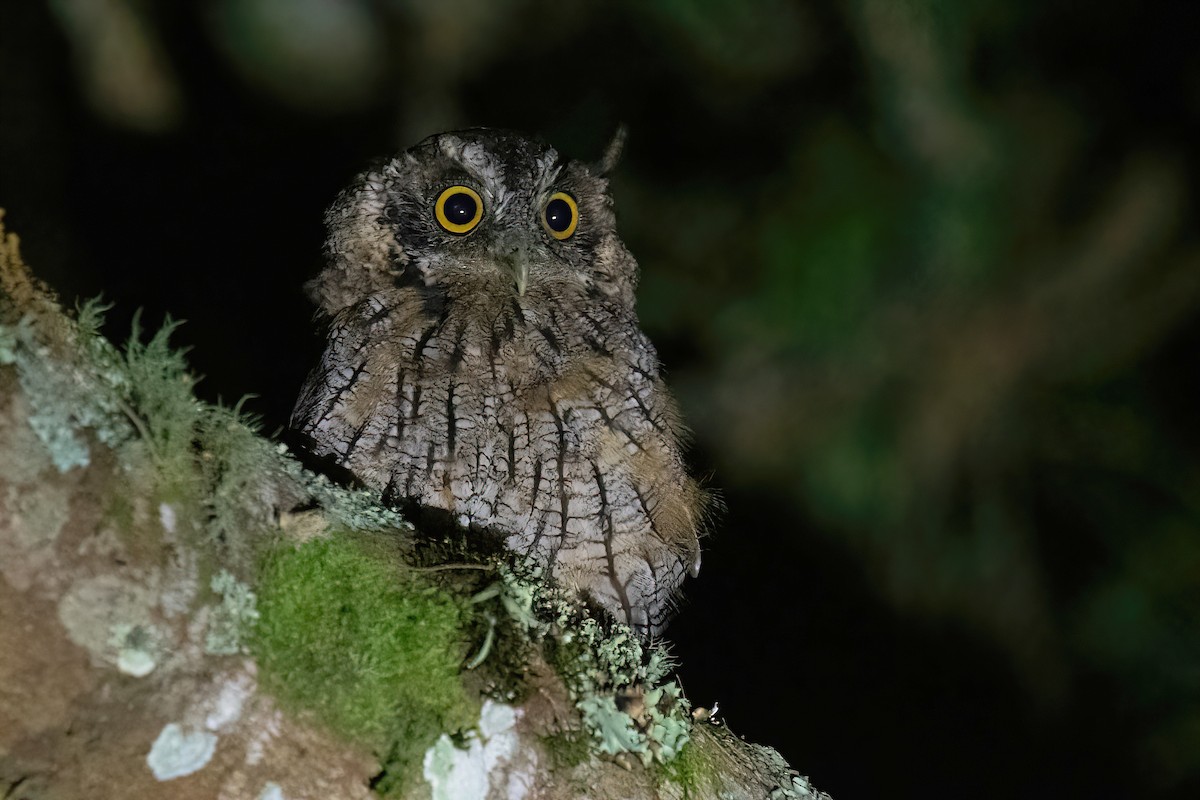 Long-tufted Screech-Owl - ML615297102