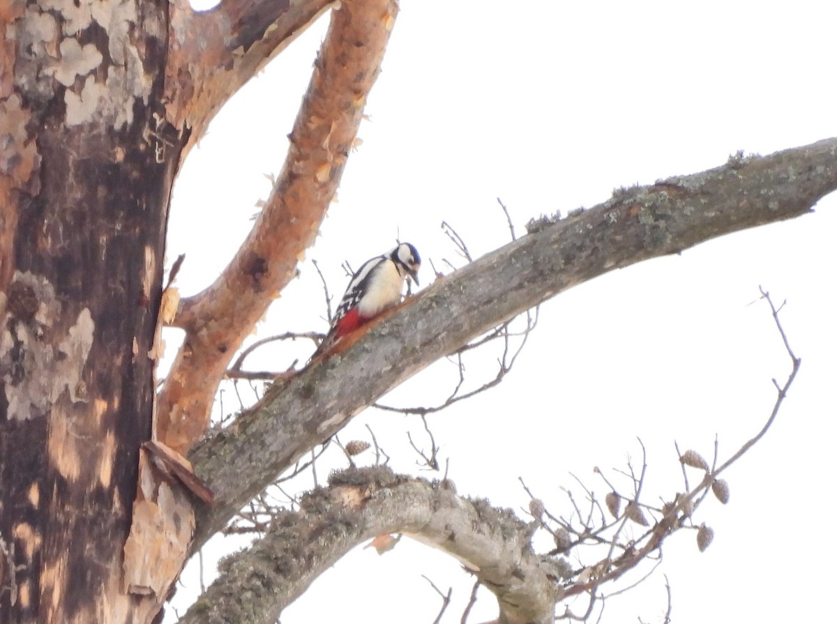 Great Spotted Woodpecker - ML615297233
