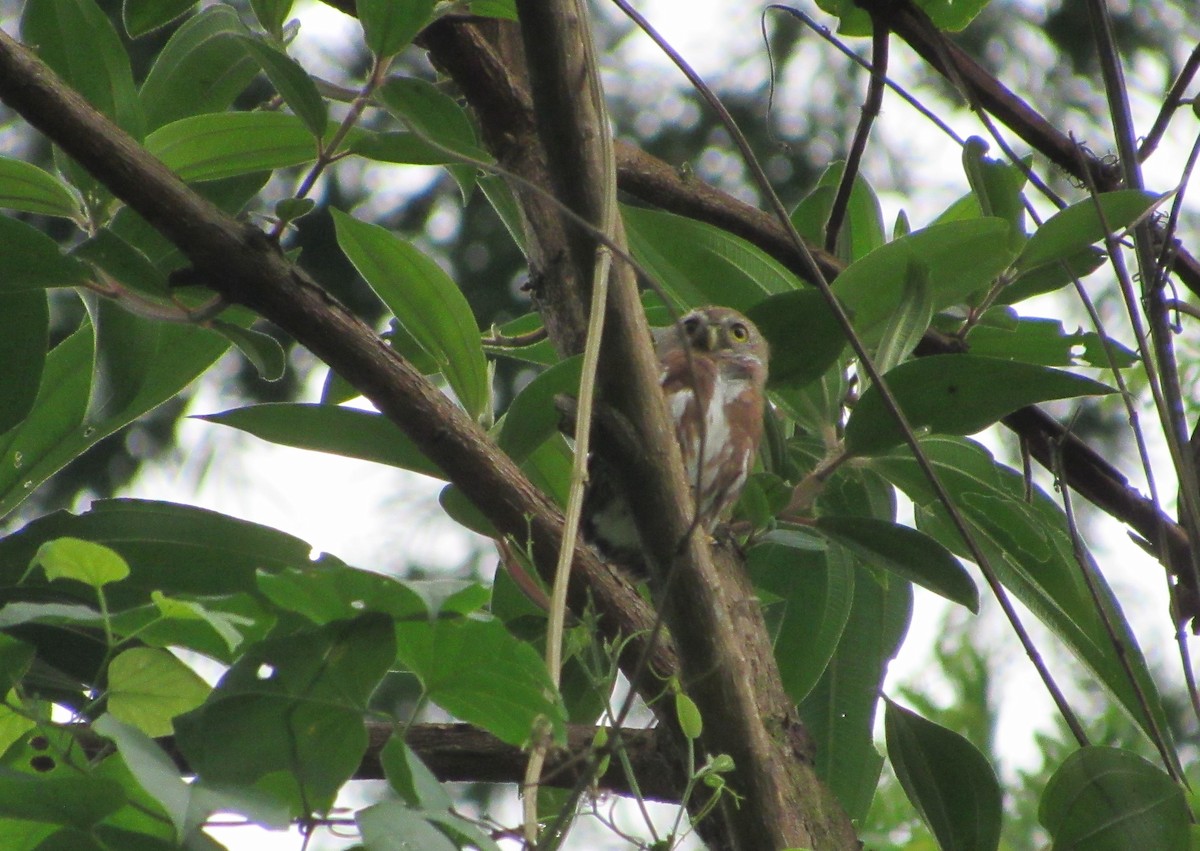 Least Pygmy-Owl - ML615297328