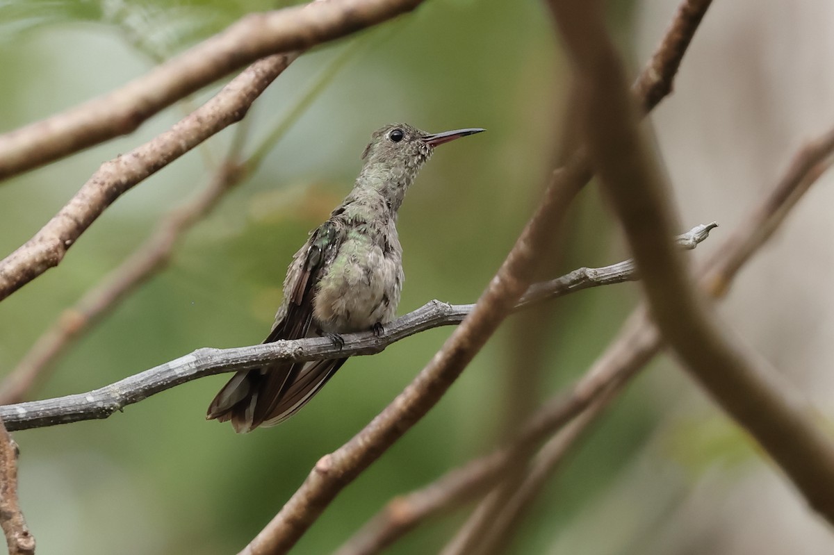 Scaly-breasted Hummingbird - Robert Martin