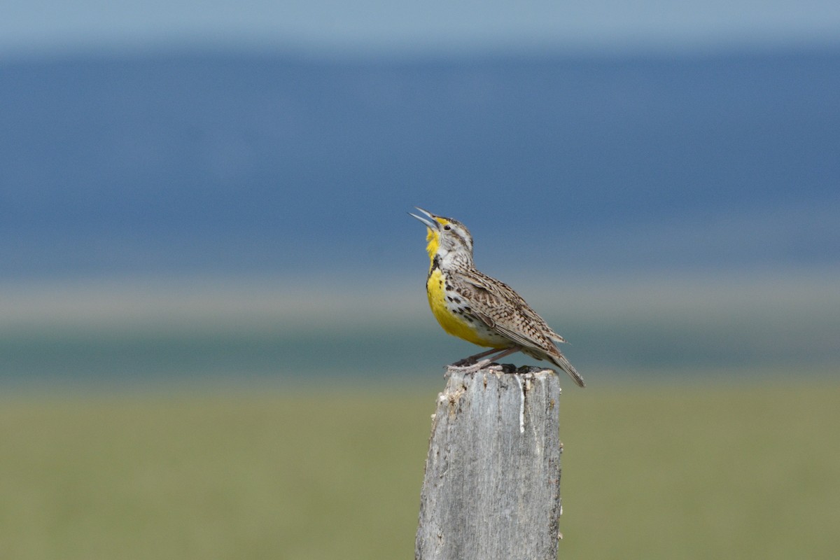 Western Meadowlark - David Jeffrey Ringer