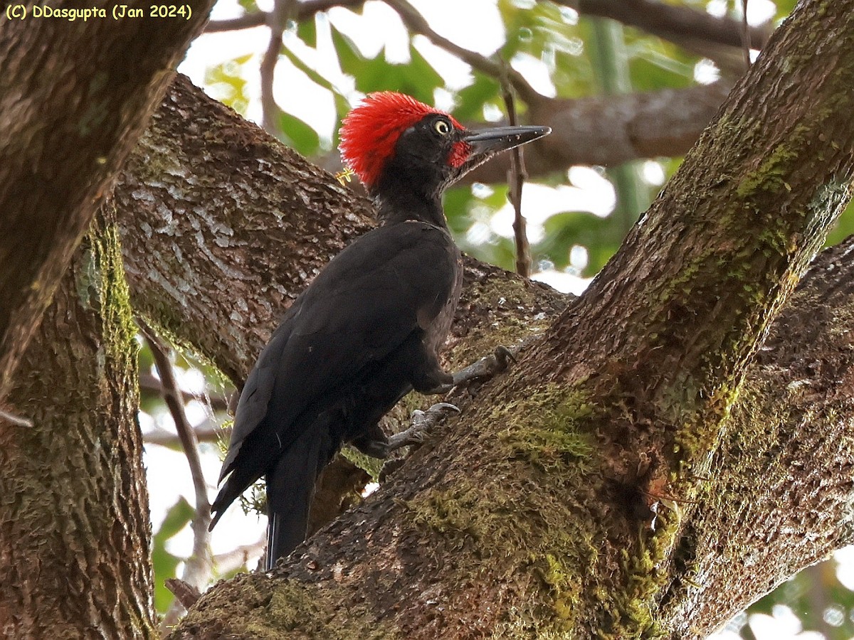 Andaman Woodpecker - ML615297742