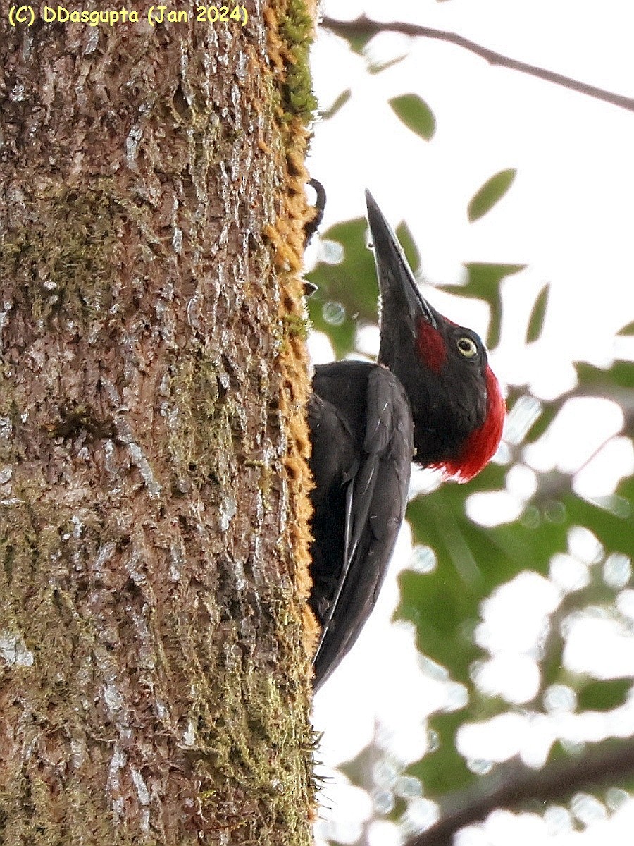 Andaman Woodpecker - ML615297743